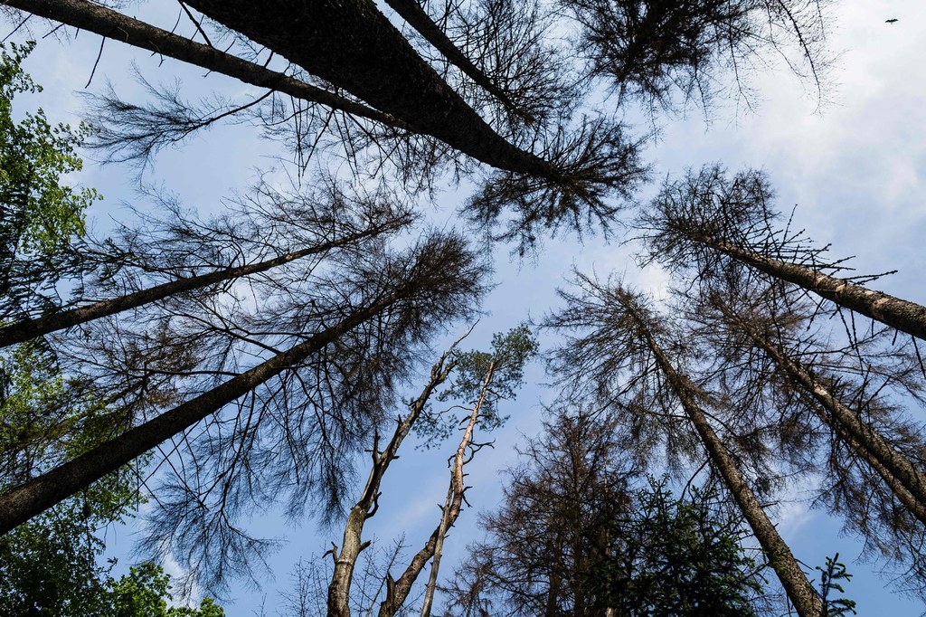 Puszcza Białowieska (zdjęcie ilustracyjne).