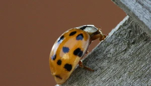 Inwazja chińskich biedronek