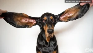 Uszy Lou mierzą po 34 centymetry