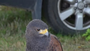 Myszołowiec towarzyski