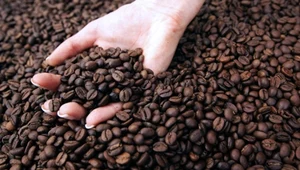 Zmiany klimatu pozwoliły wyprodukować kawę na Sycylii