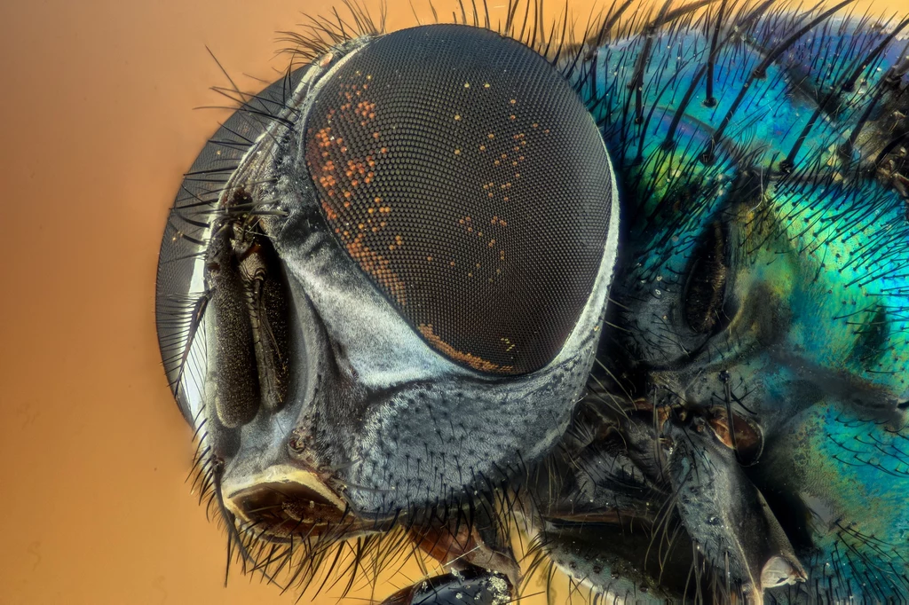 Oczy trylobitów są podobne do tych, jakie mają na przykład muchy