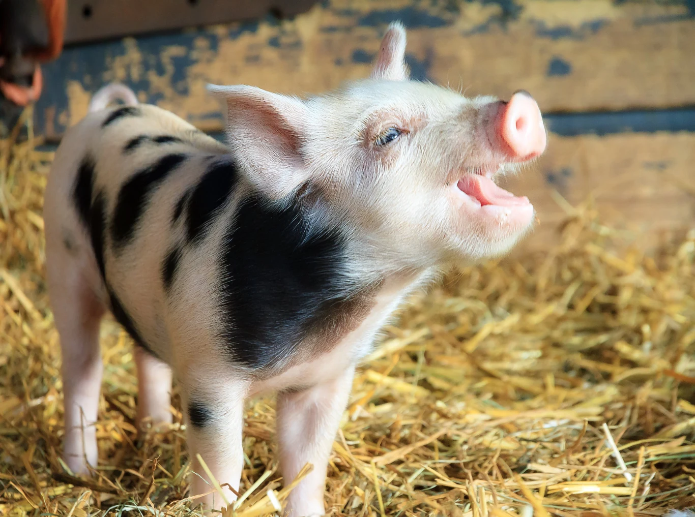 Świnie mają odmładzającą moc. Czy ich krew to eliksir młodości? Świnie mają odmładzającą moc. Czy ich krew to eliksir młodości?