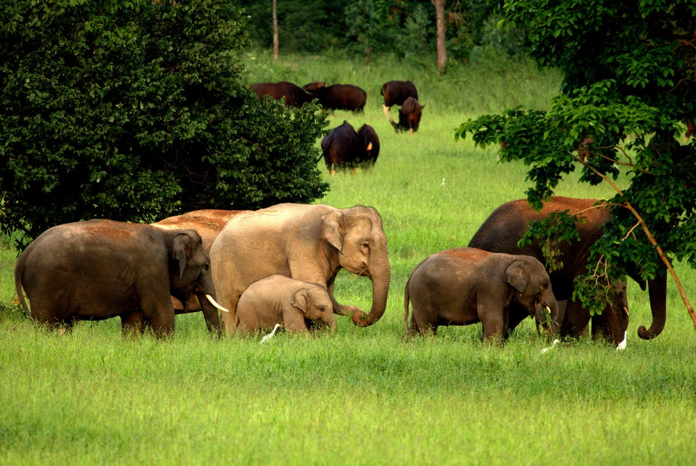 W niektórych krajach nadal można legalnie polować na słonie 