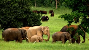 ​Światowy Dzień (bez) Zwierząt. WWF przypomina o wymarłych gatunkach
