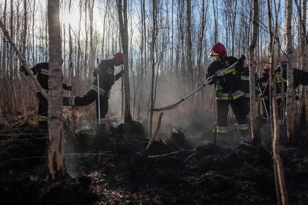 W wyniku pożaru. w 2019 r. spłonęło 10 proc. Biebrzańskiego Parku Narodowego.