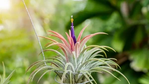 Wygląda jak rozgwiazda i nie potrzebuje doniczki. Ta roślina rośnie bez ziemi