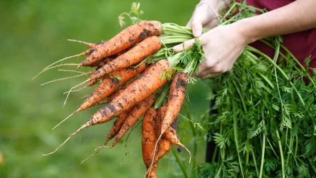 Plony marchewki będą dorodne i dwa razy większe. Wystarczy, że zastosujesz domowy nawóz z cebuli. Jak go przygotować? 