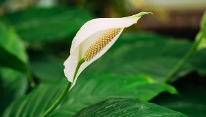 W czerwcu podlej tym skrzydłokwiat. W mig wypuści nowe liście i kwiaty