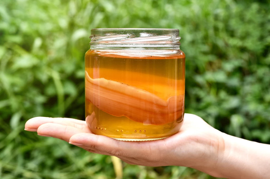 Kombucha to fermentowany napój, jaki powstaje przy udziale tak zwanego grzybka SCOBY - łączącego w sobie komórki bakterii i drożdzy