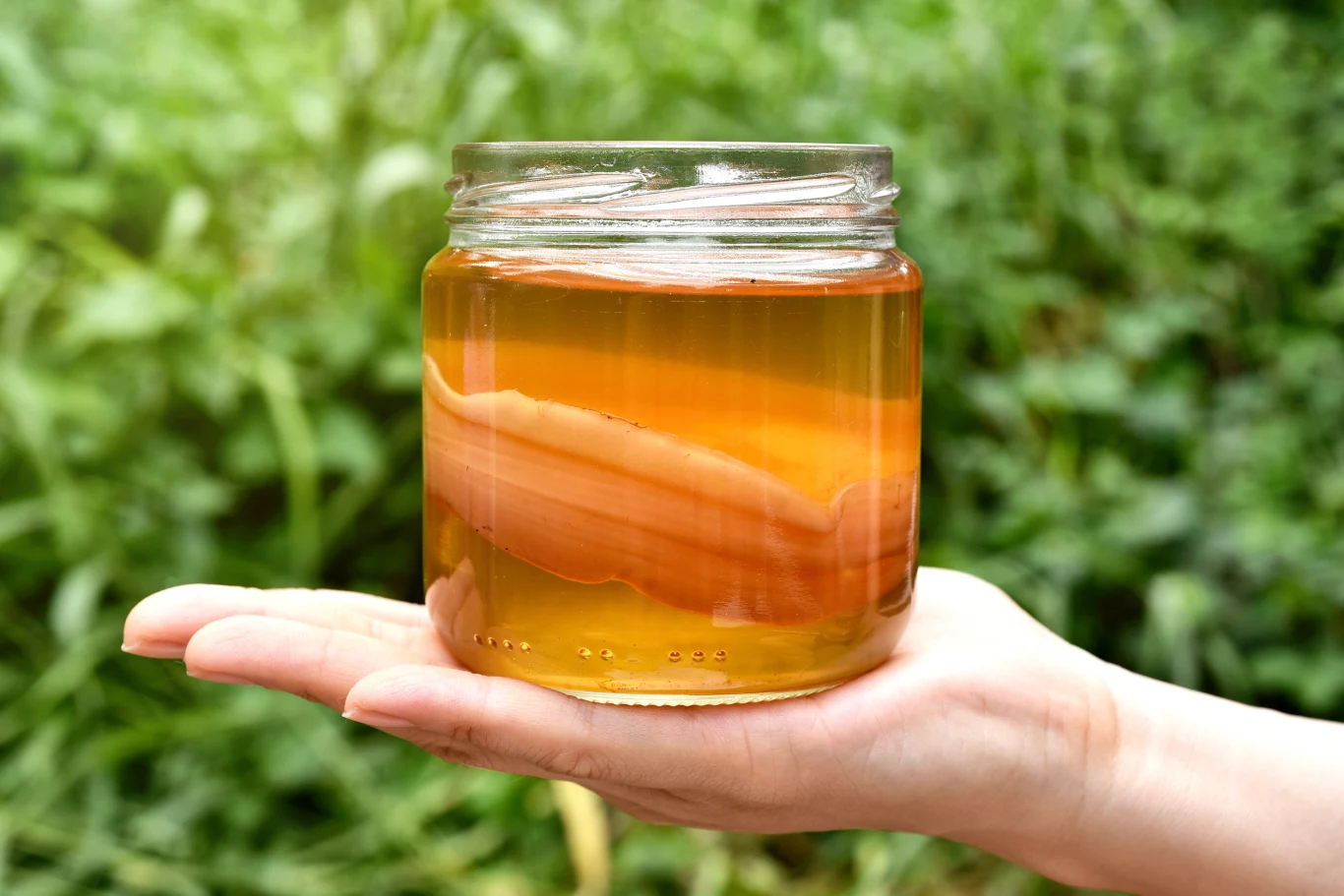 Kombucha to fermentowany napój, jaki powstaje przy udziale tak zwanego grzybka SCOBY - łączącego w sobie komórki bakterii i drożdzy Kombucha to fermentowany napój, jaki powstaje przy udziale tak zwanego grzybka SCOBY - łączącego w sobie komórki bakterii i drożdzy