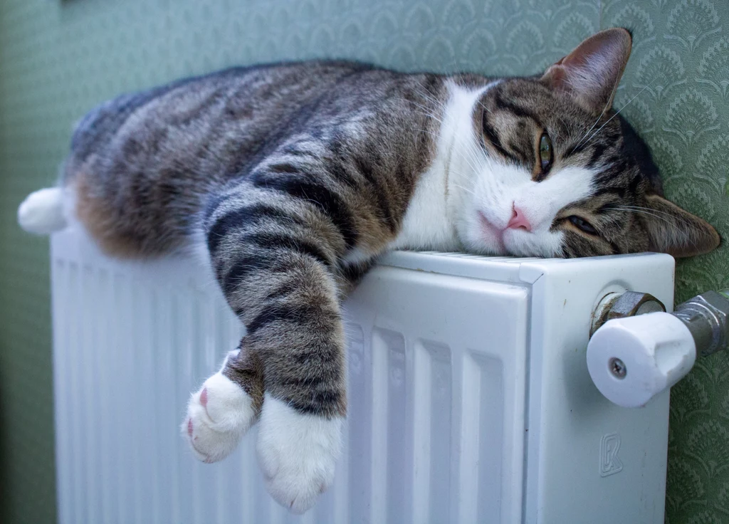 Lubisz ciepło? Ustaw termostat na "czwórkę"