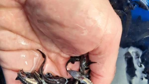 Zarybienia rzek są jednym z elementów restytucji jesiotra w basenie Morza Bałtyckiego.