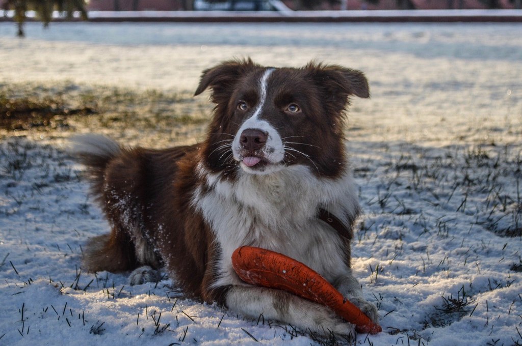 Niektóre border collie potrafią zapamiętać nazwy nawet 100 zabawek