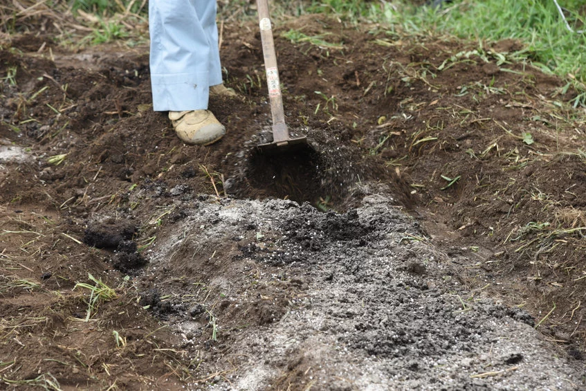 Wystarczy przekopać glebę razem z mączką bazaltową, aby wzmocnić ją przed wiosną
