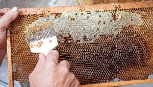 Pszczoły wytwarzają coraz mniej miodu. Naukowcy starają się dociec przyczyn. Zdj. ilustracyjne