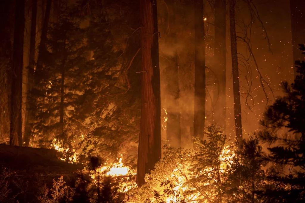 Susza sprawia, że sezonowe pożary w Kalifornii są znacznie silniejsze niż kiedykolwiek