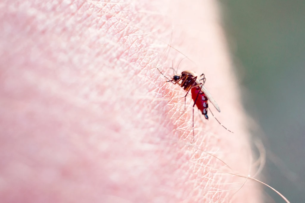 Malaria jest przenoszona przez komary