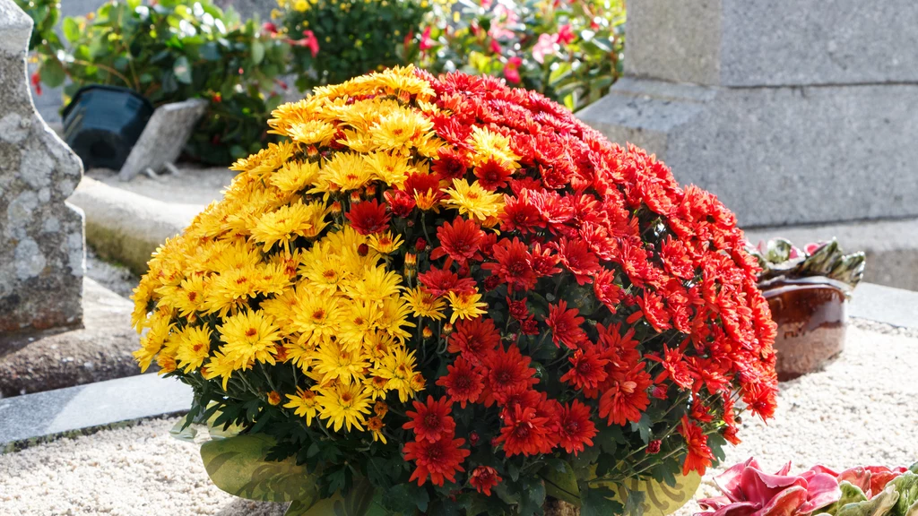 Jak zadbać o kwiaty na cmentarz przed dniem Wszystkich Świętych?