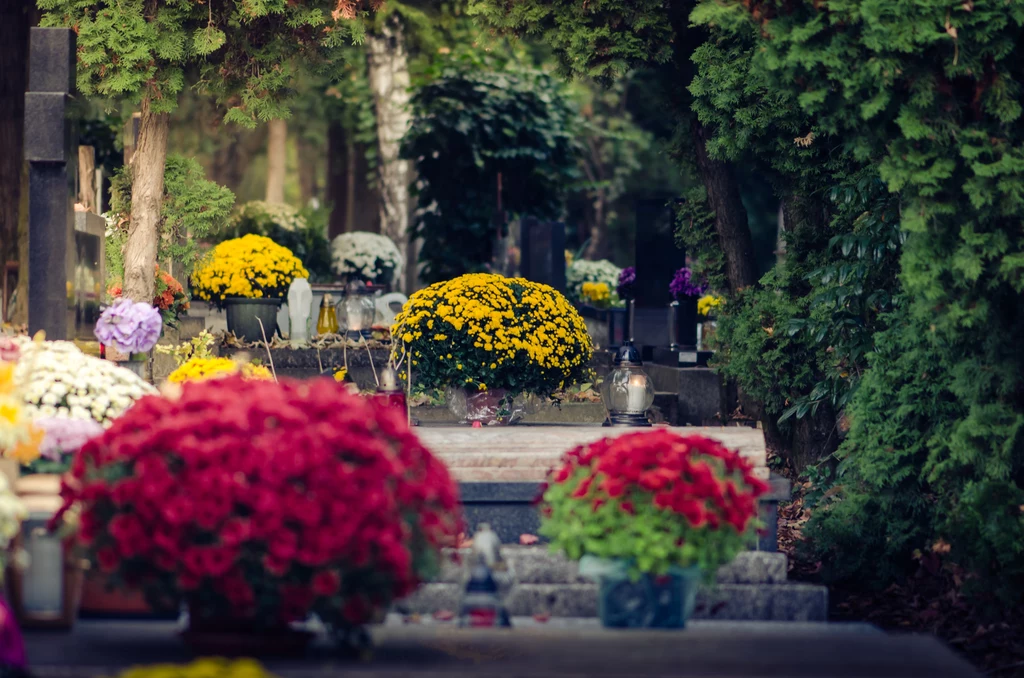Wynosząc kwiaty na cmentarz przed dniem Wszystkich Świętych należy zabezpieczyć je przed mrozem