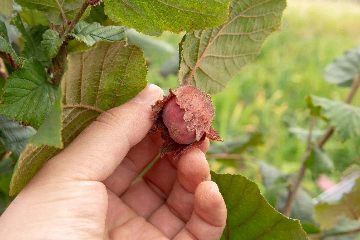Dieta bogata w orzechy pomaga zachować młody wygląd i zapobiegać groźnym chorobom
