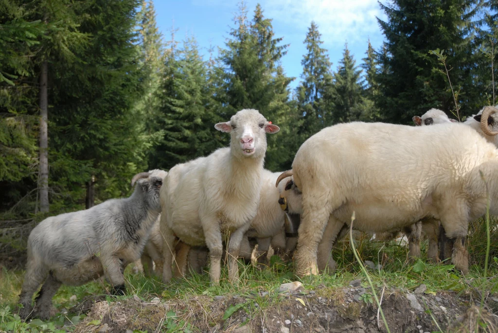 Wypasane w Tatrach owce