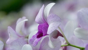 Odkryła 370 nieznanych gatunków orchidei. Nagroda dla badaczki z Łodzi