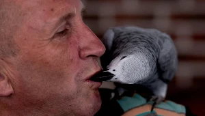 Jego gadająca papuga zbeształa żonę mistrza świata