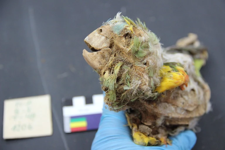 Mumie papug pochodziły z okresu między XII a XV w. 