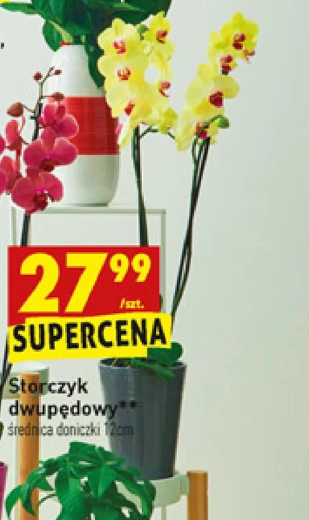 Storczyk