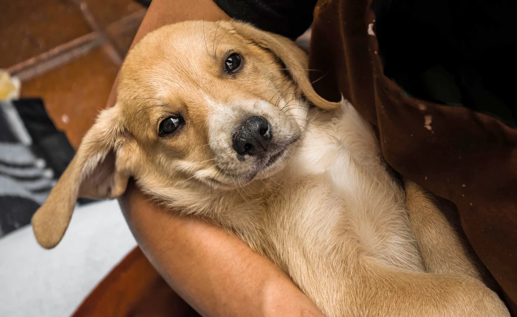 Problemy z psami w dobie pandemii przerosły wielu opiekunów, więc zaczęli faszerować zwierzęta lekami psychotropowymi