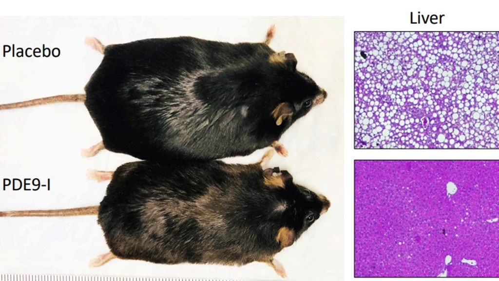 Po zastosowaniu wysokotłuszczowej diety, myszy były albo wybrane do przyjmowania doustnego leku hamującego PDE9 lub placebo. Inhibitor PDE9 zmniejszył całkowitą zawartość tłuszczu w organizmie i wątrobie u myszy bez zmiany diety lub aktywności fizycznej. Jednak myszy przyjmujące placebo nadal przybierały na wadze i tłuszczu w wątrobie w ciągu 6-8 tygodni 