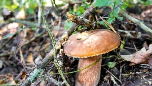 Uważaj na tego grzyba. Gdy trafi do garnka, całkiem zepsuje smak zupy 