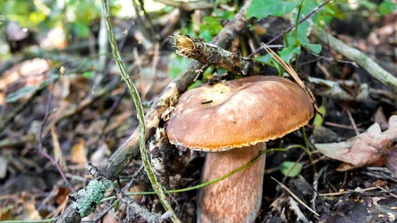 Goryczak żółciowy bywa mylony z borowikiem szlachetnym.