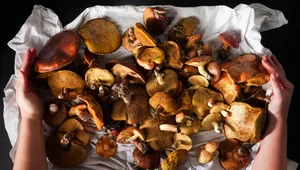 Grzybobranie: Jak odróżnić grzyby jadalne od trujących?