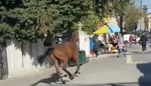 Spłoszony koń biegał po centrum Lublina