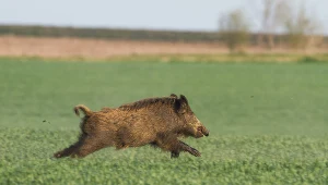 Trwa odstrzał dzików. W niektórych powiatach kraju zginą wszystkie