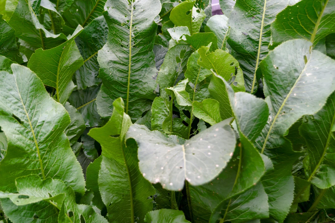 Chrzan odstrasza kleszcze oraz krety