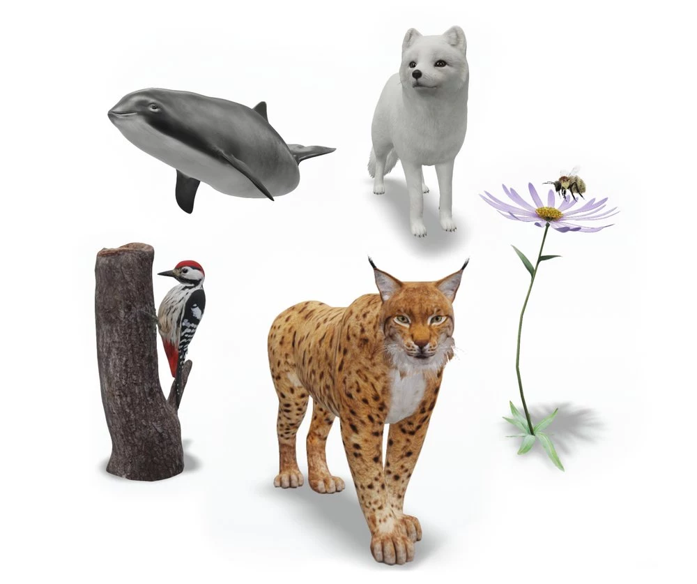 Aplikacja przedstawia pięć zagrożonych wyginięciem gatunków