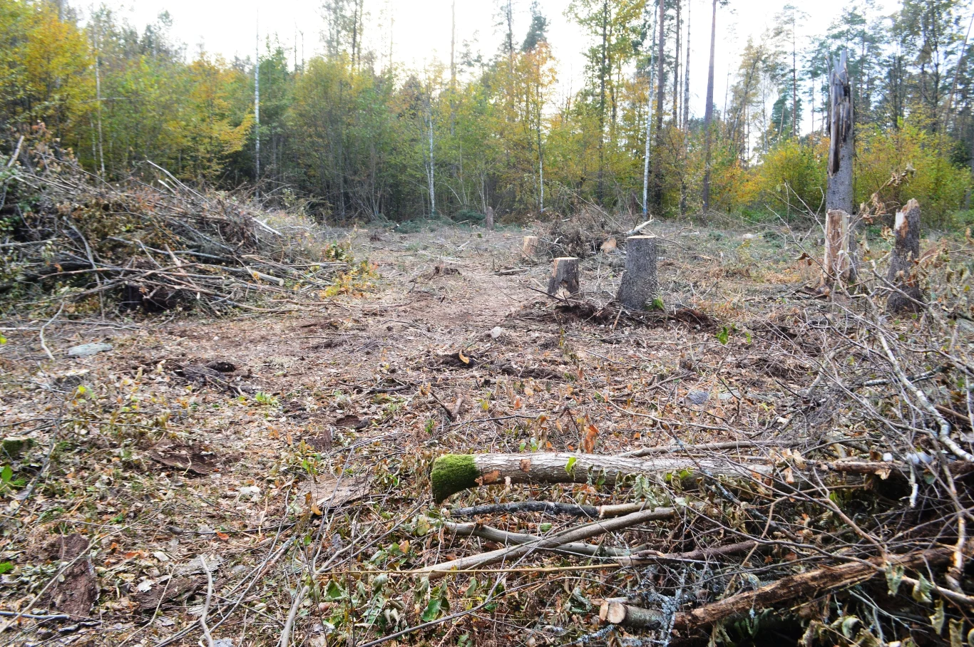 Wycinki dokonano w Nadleśnictwie Browsk Wycinki dokonano w Nadleśnictwie Browsk