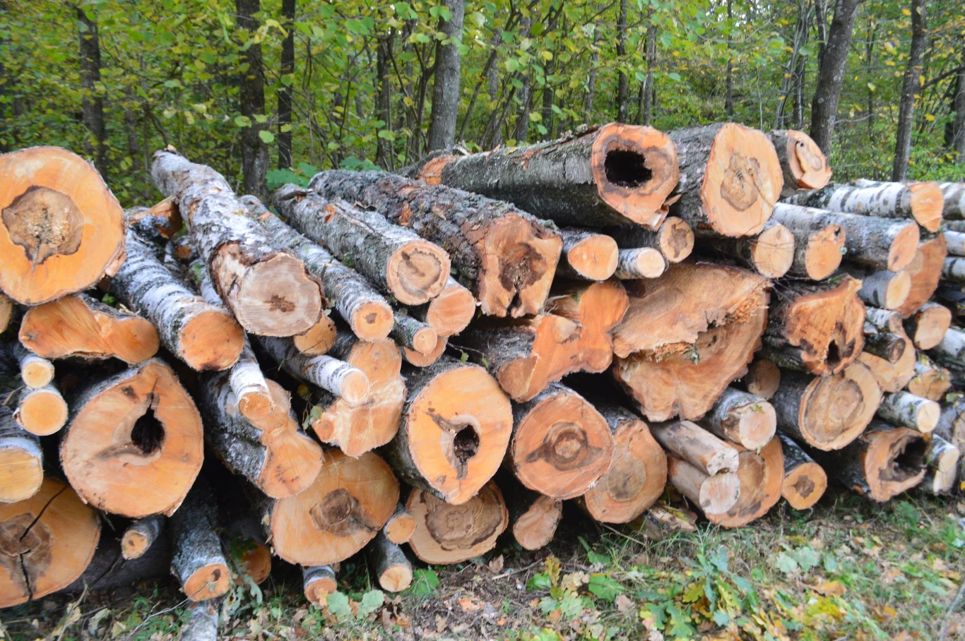 Na miejscu wycięto kilkadziesiąt drzew Na miejscu wycięto kilkadziesiąt drzew