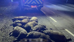 Stado dzików zostało potrącone przez auto dostawcze