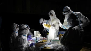 Naukowcy na tropie następnej pandemii. Nowo odkryte wirusy mogą zagrażać ludziom