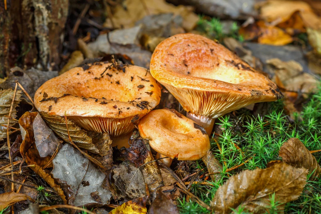 Rydze należą do jednych z ulubionych grzybów Polaków