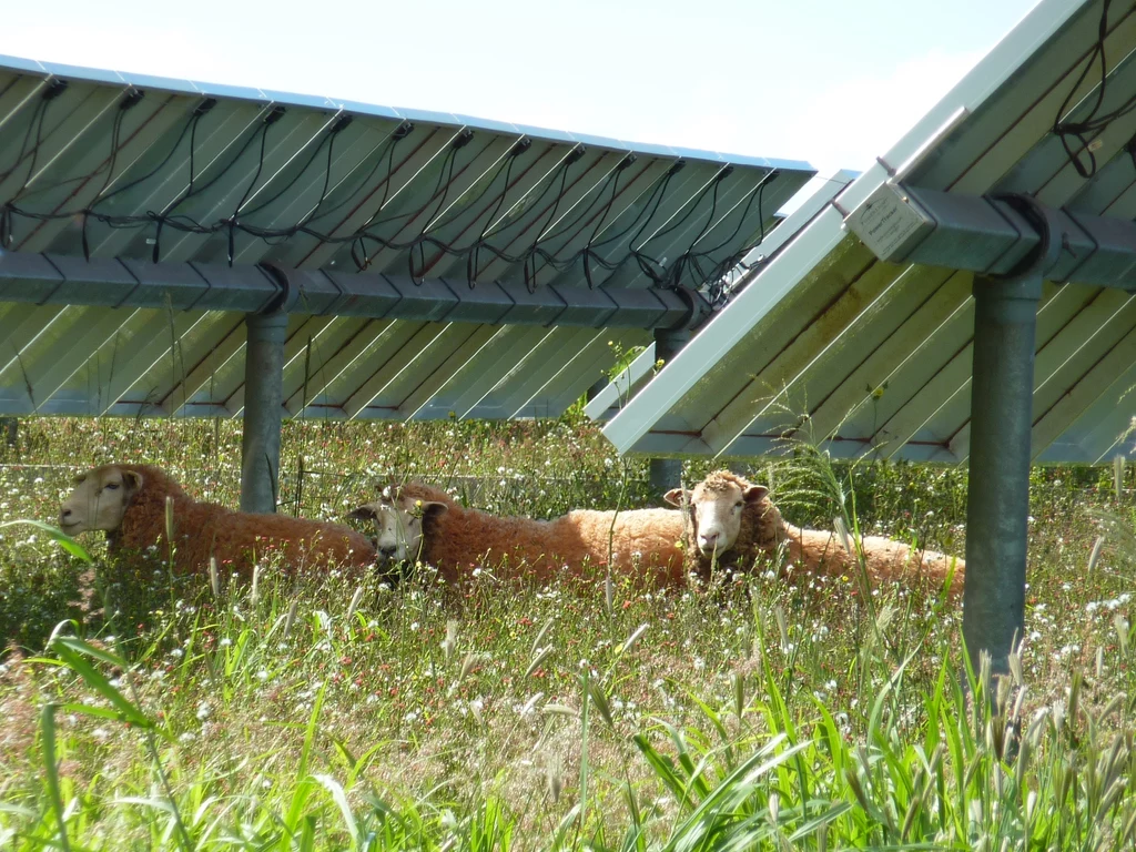 Owce wypasające się na farmie fotowoltaicznej na wyspie Lānaʻi na Hawajach. 