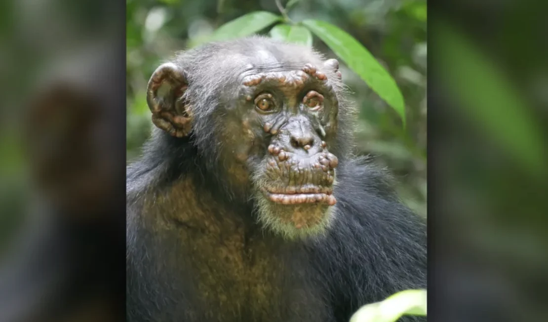Wykryto trąd u szympansów /Fot. Tai Chimpanzee Project Wykryto trąd u szympansów /Fot. Tai Chimpanzee Project