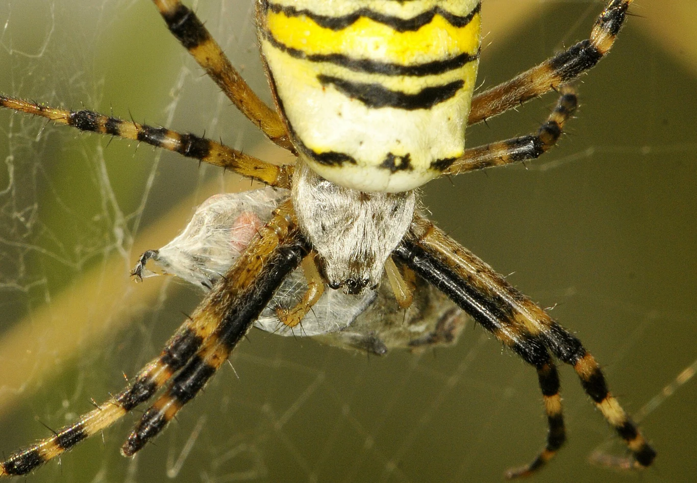 Nauka rozprawiła się z mitem - ludową mądrość trzeba wsadzić między bajki Nauka rozprawiła się z mitem - ludową mądrość trzeba wsadzić między bajki