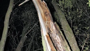 Drzewo, które przygniotło mężczyznę (Źródło: KPP Oświęcim) 