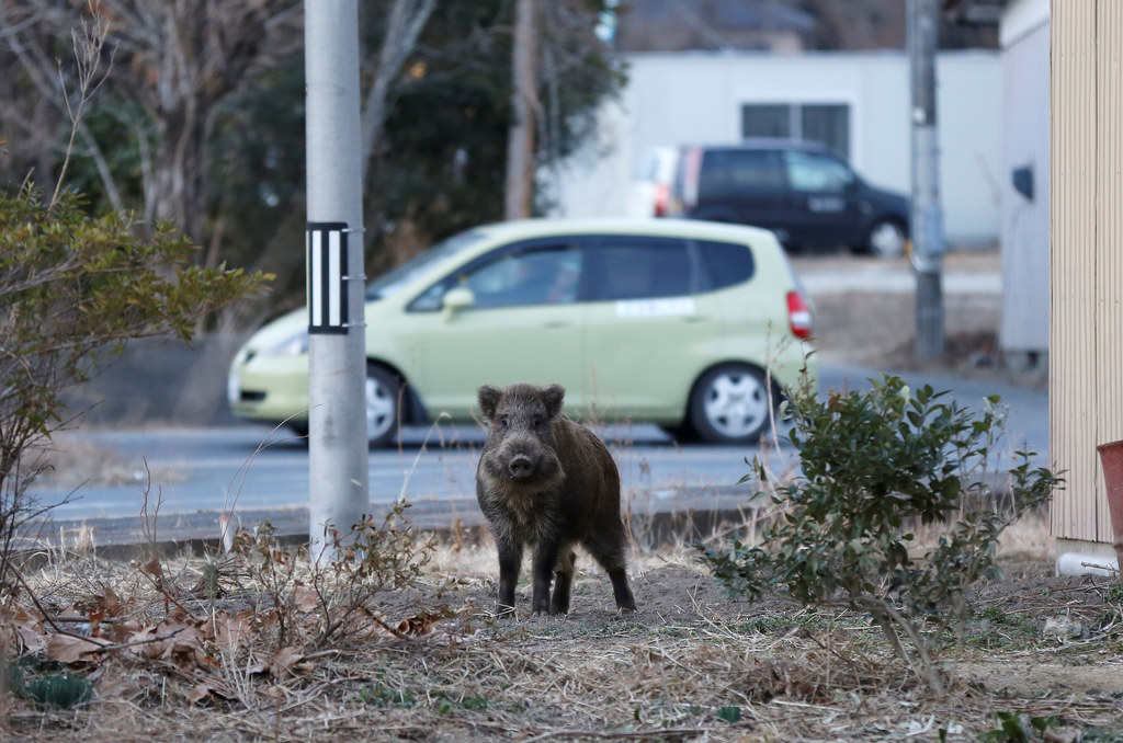 Dzik żyjący wśród porzuconych domów w prefekturze Fukushima