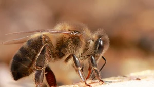 Rusza projekt ochrony pszczół leśnych w Puszczy Augustowskiej